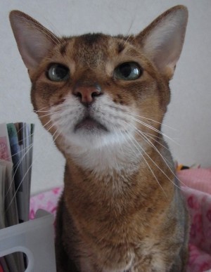 「猫だらけ」