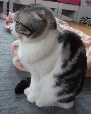 「猫だらけ」