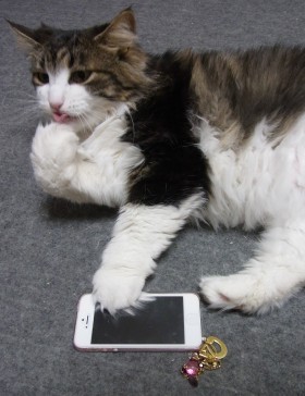 「猫だらけ」