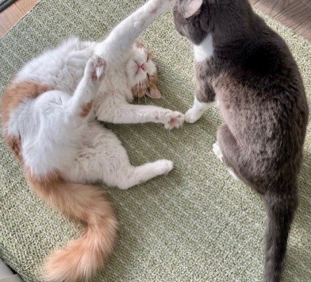 2edf7412-7799-498f-ad3b-a1a380f431e1