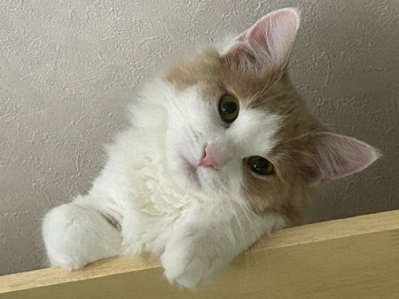 thumbnail_IMG_5666 (1)