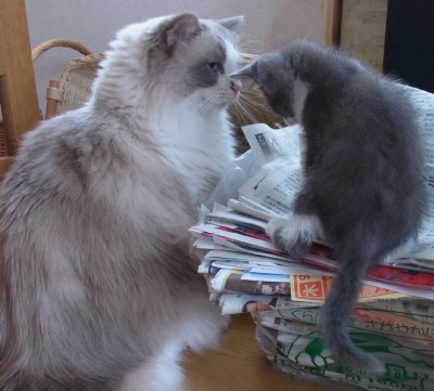 「猫だらけ」