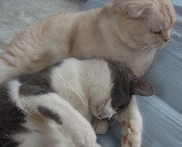 「猫だらけ」