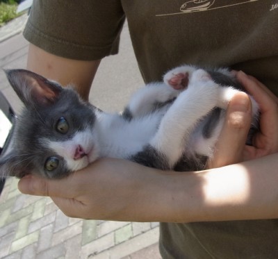 「猫だらけ」