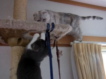 「猫だらけ」