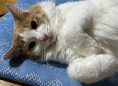 thumbnail_IMG_3687 (1)