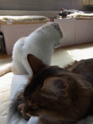 「猫だらけ」