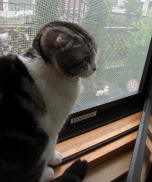 「猫だらけ」