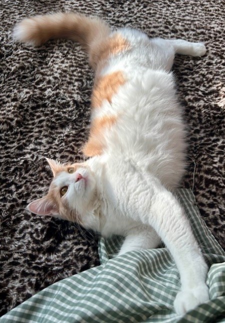 thumbnail_IMG_8625 (1)