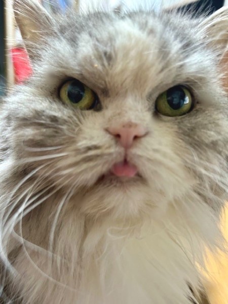 8b396f51-f53f-4d33-a115-1623b91d48e2