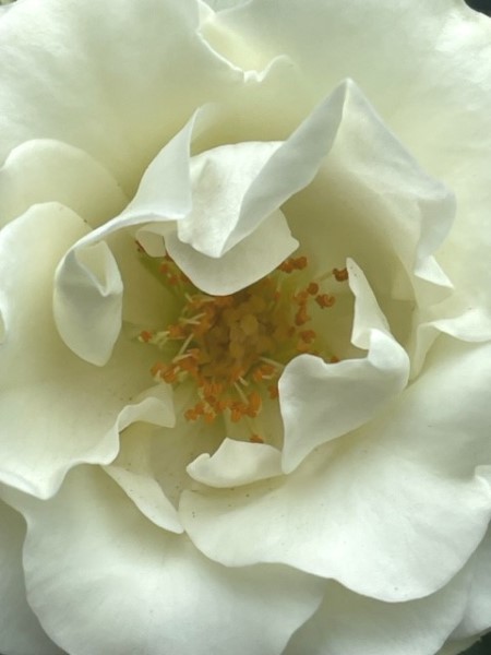 thumbnail_IMG_2949