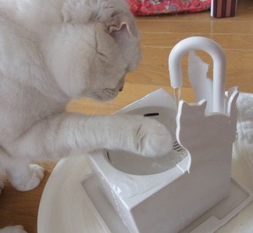「猫だらけ」