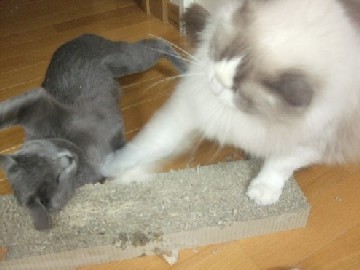 「猫だらけ」