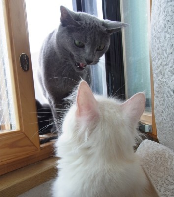 「猫だらけ」