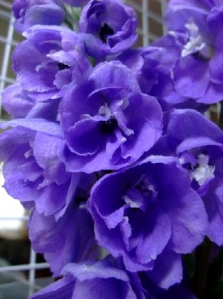 2009_05180015
