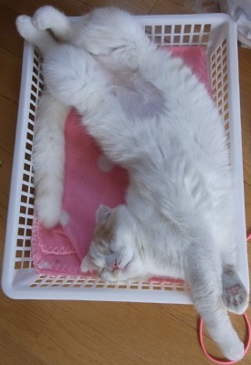 「猫だらけ」