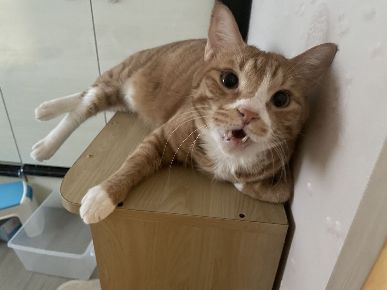 ねぇってば! : 猫に埋もれて暮らしたい