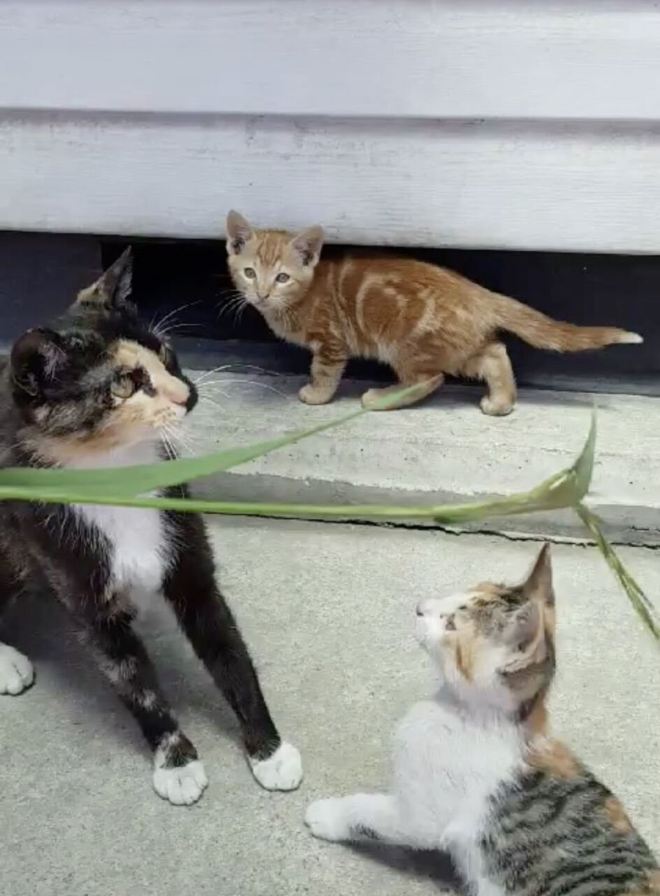 のび のポーズ 猫に埋もれて暮らしたい