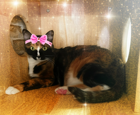 KakaoTalk_20250627_215336821_05