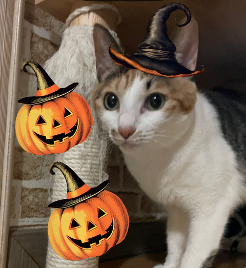 KakaoTalk_20250928_182521196_01