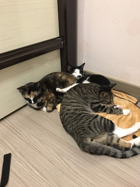 KakaoTalk_20210128_175615761_11