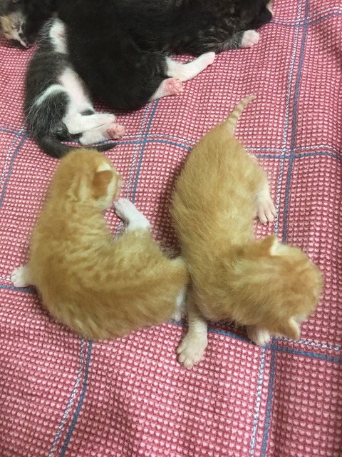 KakaoTalk_20200729_114359510_02