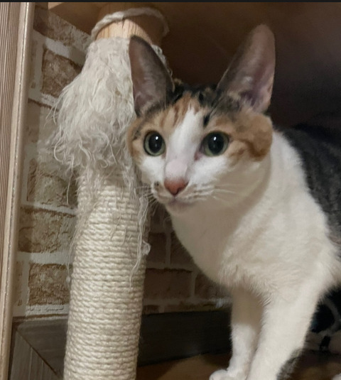 KakaoTalk_20250402_101407174_01