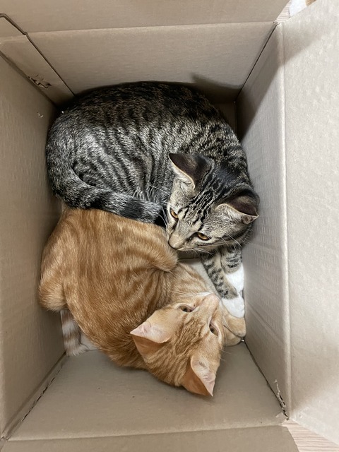 KakaoTalk_20210128_180644617_01