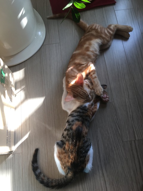 KakaoTalk_20200718_104243359_04