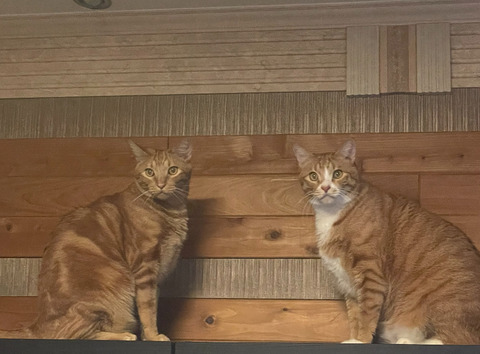 KakaoTalk_20250506_115802217