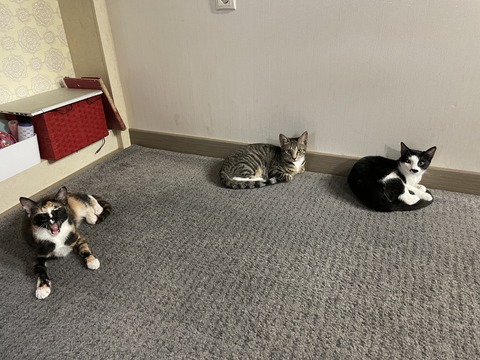 KakaoTalk_20210128_175615761_03