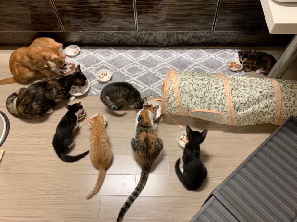 ブサイクランキング 猫に埋もれて暮らしたい