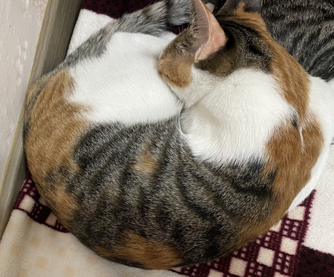 KakaoTalk_20201111_174704450_09