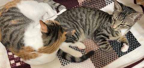 KakaoTalk_20201111_174704450_10