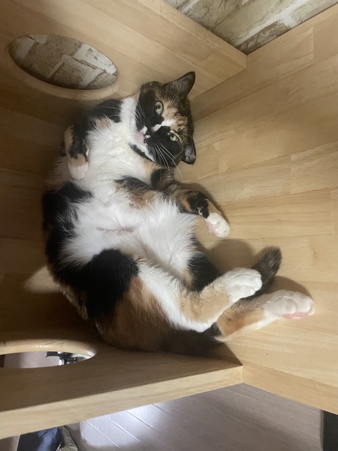 KakaoTalk_20250817_110428634_01