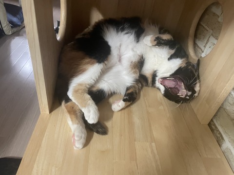 KakaoTalk_20250817_110428634_02