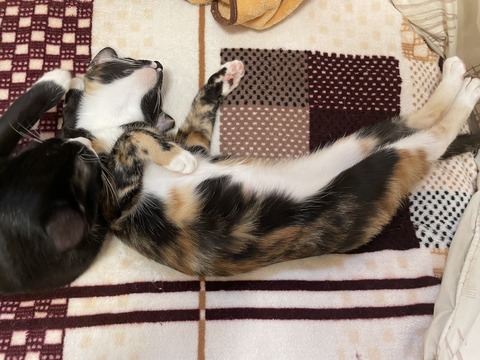 KakaoTalk_20201122_161221869_06