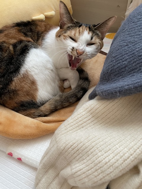 KakaoTalk_20250402_093924475_08