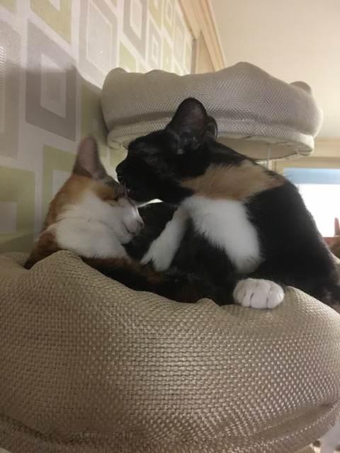 KakaoTalk_20200717_111841824_16
