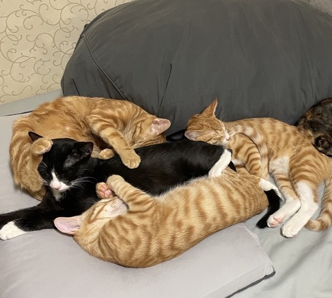 KakaoTalk_20210128_175615761_15