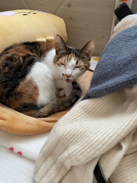 KakaoTalk_20250402_093924475_07