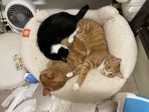 KakaoTalk_20240114_205353182_11