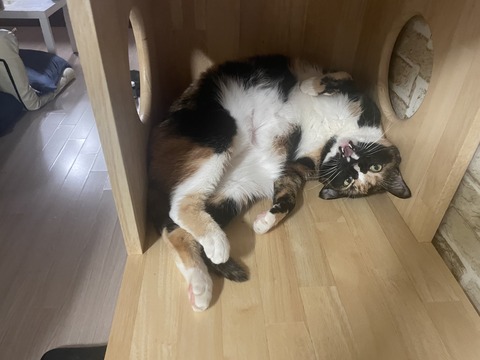 KakaoTalk_20250817_110428634