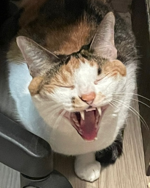 KakaoTalk_20250609_172755642_06