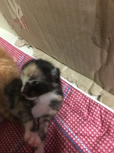 KakaoTalk_20200729_114706519_02