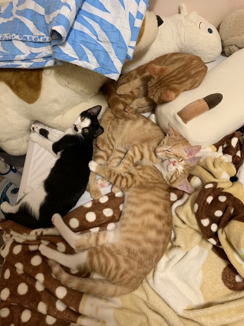 KakaoTalk_20201111_174704450