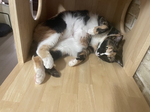 KakaoTalk_20250817_110428634_05