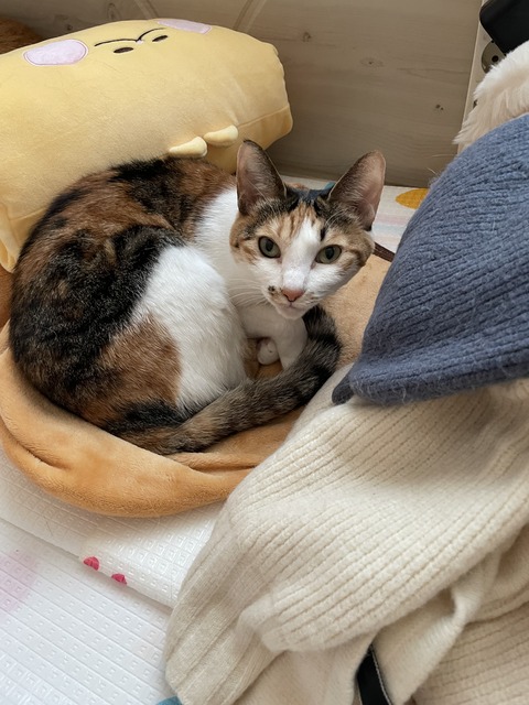 KakaoTalk_20250402_093924475_06