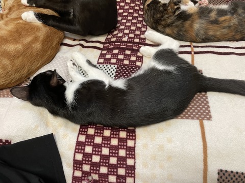 KakaoTalk_20201122_161221869_03
