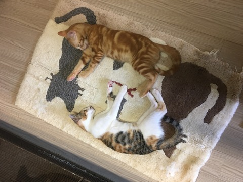 KakaoTalk_20200718_104243359_13